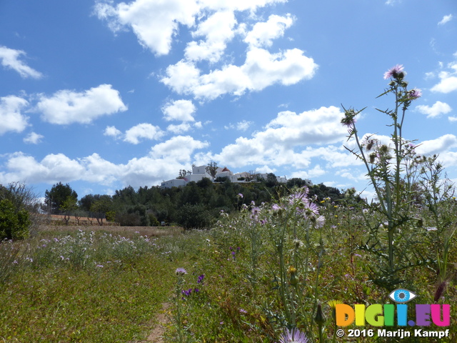 FZ026710 Thistles by Puig de Massa Santa Eulària des Riu